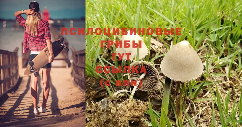 продажа наркотиков  Гулькевичи  Галлюциногенные грибы Cubensis 